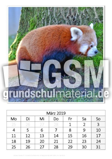 März_Kleiner Panda.pdf